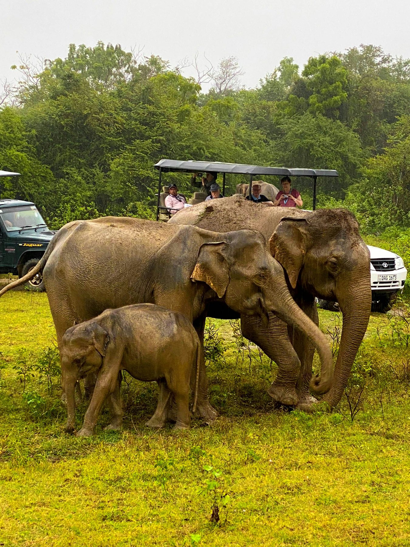 Elephant safari, Sri Lanka wildlife