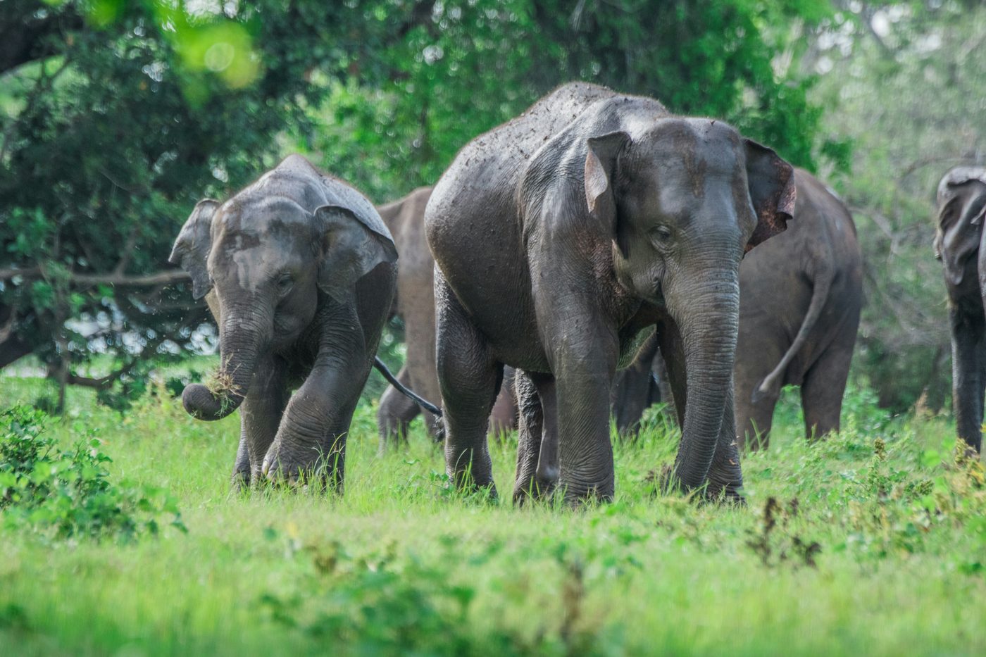 Wild elephants at Minneriya National Park, Sri Lanka