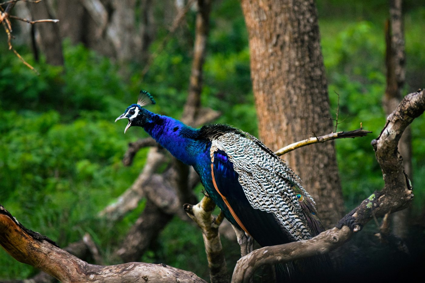 Peacock in Sri Lankan national park