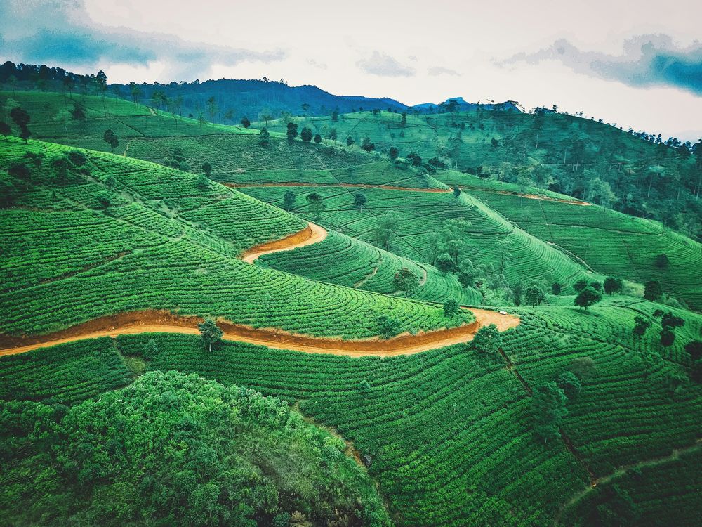 Misty tea estate, hill country, Sri Lanka